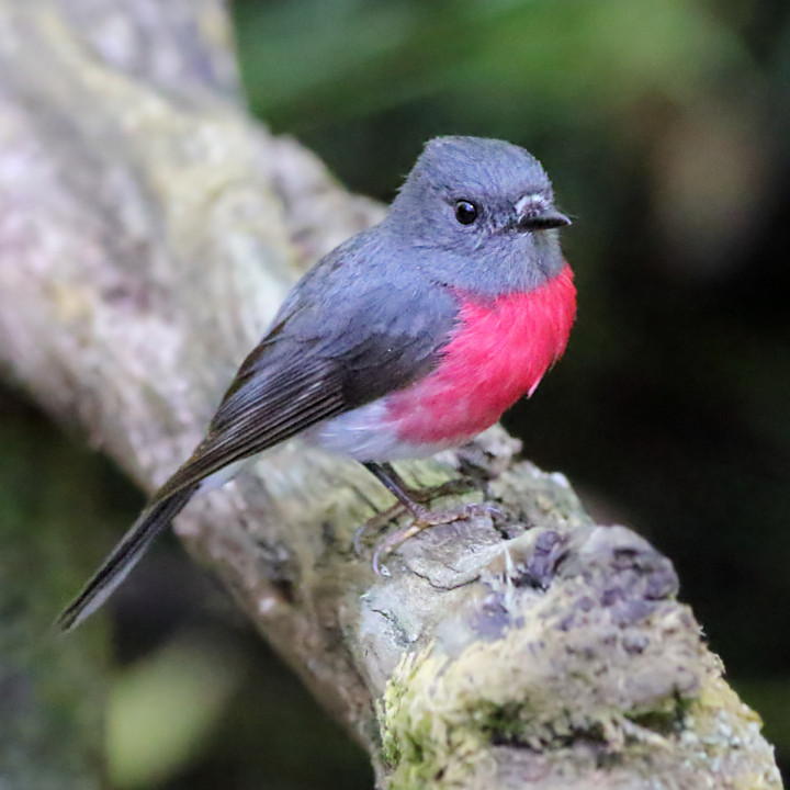 Rose Robin (Petroica rosea)